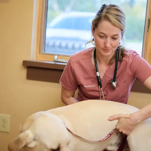 A doctor helping a yellow lab
